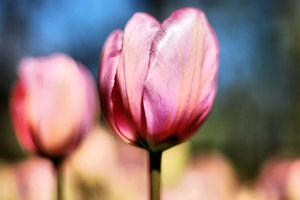 Flower Power 1