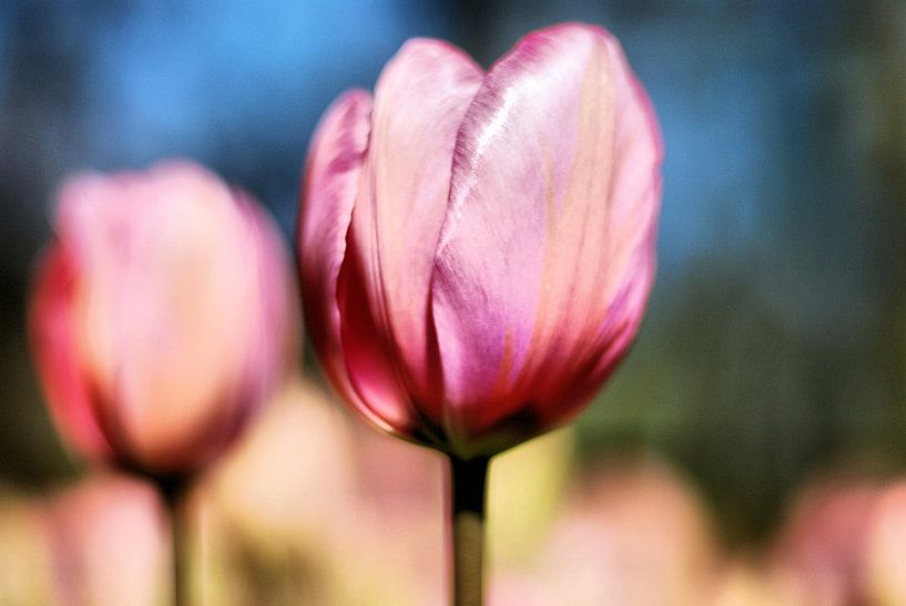 Flower Power 1 by Bee Art foto