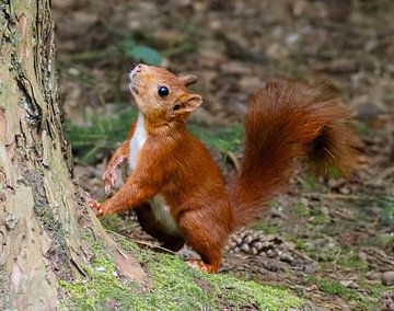 Vom Eichhörnchen entdeckt! von Marjon Woudboer