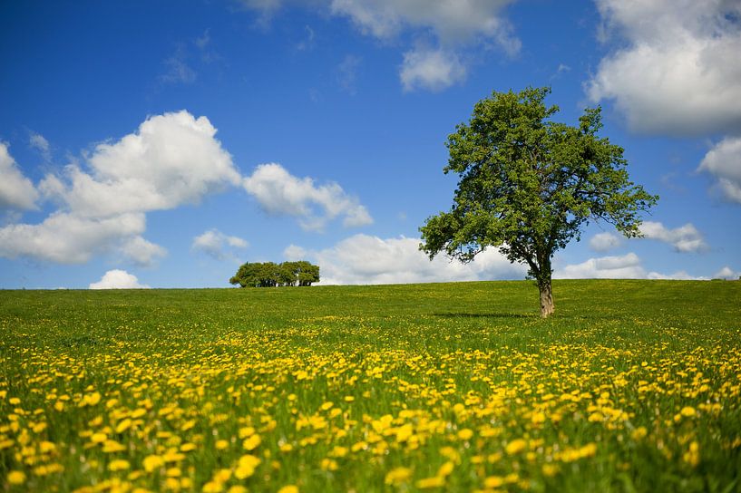 Grass fields with yellow Dandelions and single tree by Ivonne Wierink
