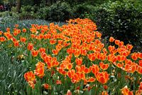 Tulpenveld - Tulipa Oxford