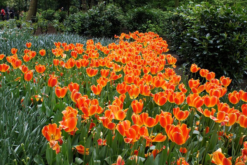 Tulpenveld - Tulipa Oxford von Albert van Dijk