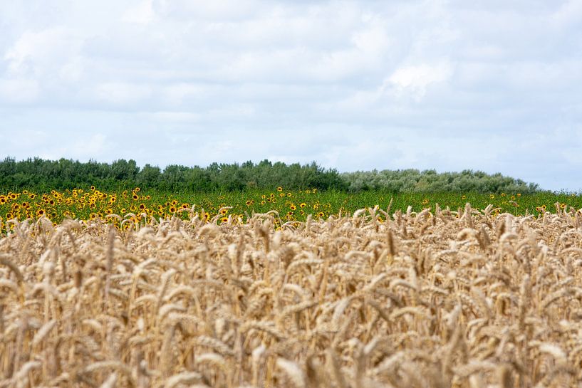 Graanvelden met zonnebloemen in Dishoek van Eugenlens