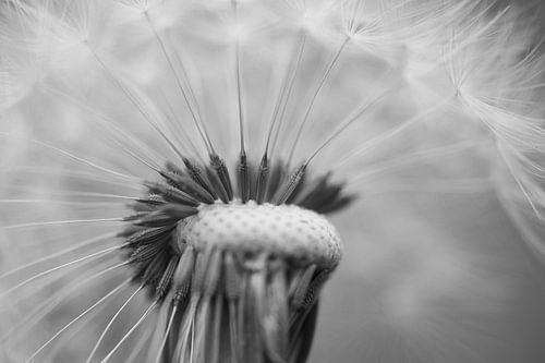 Serene uitgebloeide paardenbloem