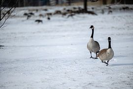 Ein Paar Kanadagänse im Schnee in Chicago