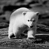 Little polar bear by Frank Herrmann