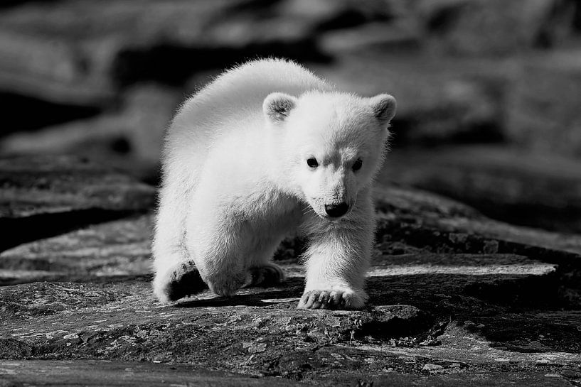 Little polar bear by Frank Herrmann