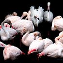 Flamingos von Jon Geypen Miniaturansicht