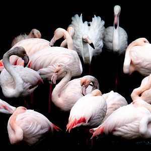 Flamingos