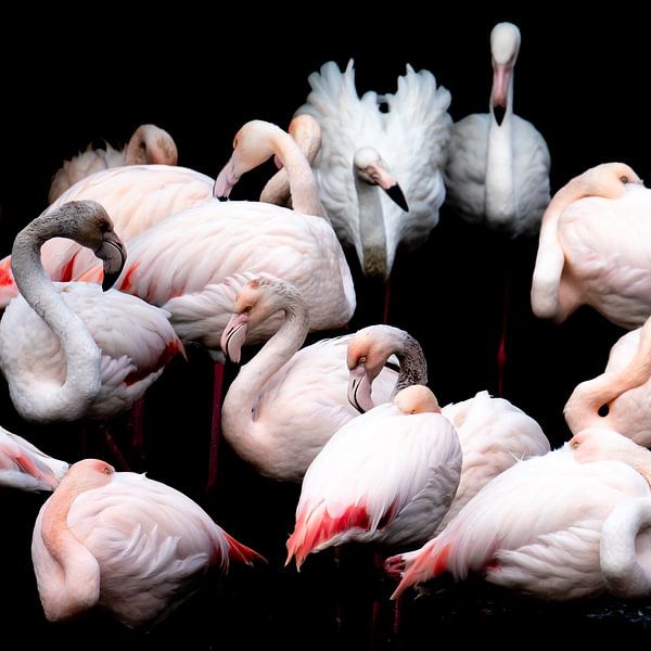 Flamingos von Jon Geypen