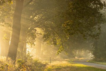 Zonneharpen boven een landelijke weg met hek van KB Design & Photography (Karen Brouwer)