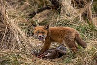 Fox cub with prey