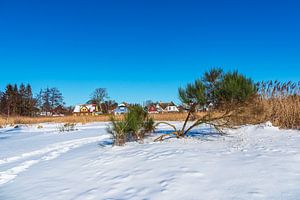 Schilf und Bäume am Bodden bei Wieck auf dem Fischland-Darß im