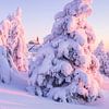 Sonnenaufgang am Fichtelberg II von Daniela Beyer