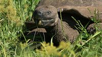 Galapagos reuzenschildpad is lekker aan het eten