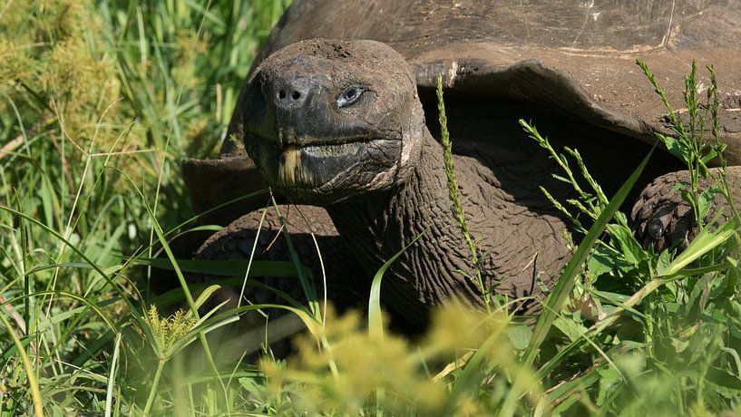 Galapagos reuzenschildpad is lekker aan het eten von Ricardo de Groot