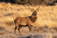 Majestic stag in golden field