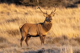 Cerf majestueux dans un champ d'or sur Imperial Art House