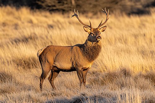 Cerf majestueux dans un champ d'or