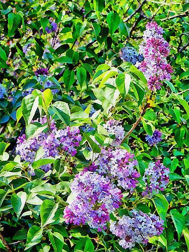 Fluffy Clouds of Lilac