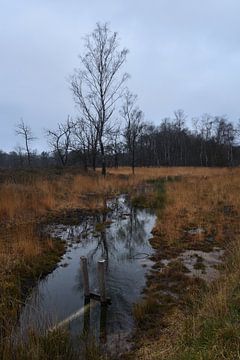Winterlandschaft im Naturschutzgebiet De Teut in Zonhoven von Retrotimes