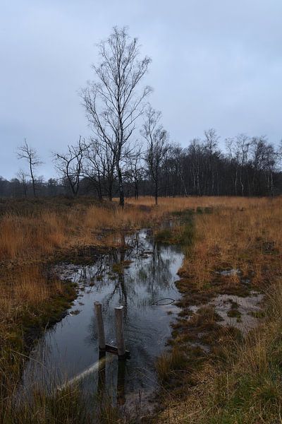 Winterlandschap in natuurgebied De Teut in Zonhoven van Retrotimes