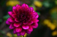 Bloem 