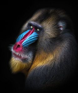 Mandril