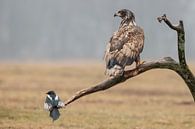 Europese Zeearend von Menno Schaefer Miniaturansicht