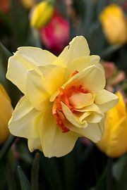 a yellow orange ornamental tulip by W J Kok