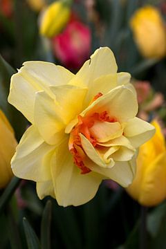 une tulipe ornementale jaune-orange sur W J Kok