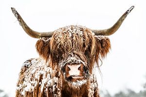 Schottische Highlander-Rinder im Winter im Schnee