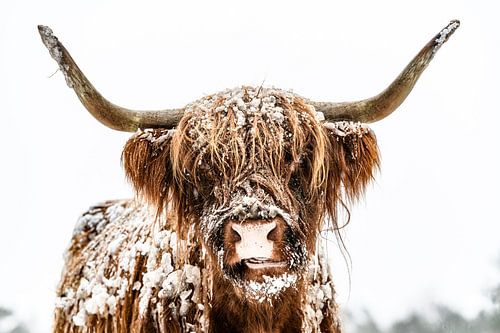 Schotse Hooglander in de sneeuw tijdens de winter