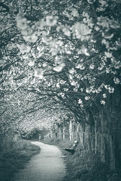 Along the Kromme Rijn, Bunnik, with cherry trees in bloom sur Alessia Peviani
