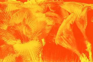 Freesien in Eis Orange