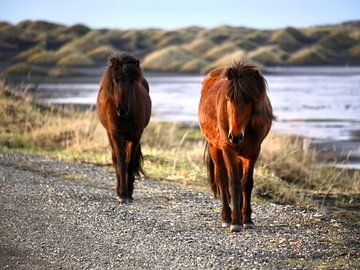 IJslandse paarden van Judith van Wijk
