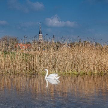 Witte zwaan in een sloot met kerkspits Cornwerd in Friesland