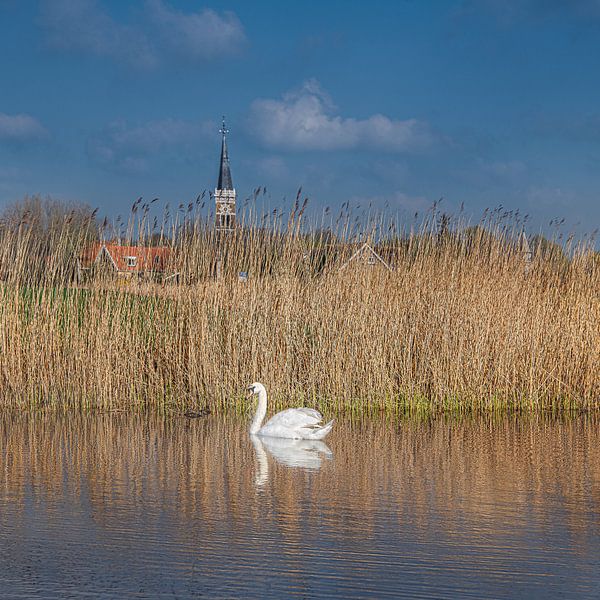 White swan in a ditch with church spire Cornwerd in Friesland by Harrie Muis