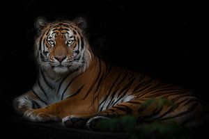 Großer starker Tiger, Amur-Tiger isoliert schwarzer Hintergrund mit grünen Blättern, Symbol der Stär von Michael Semenov