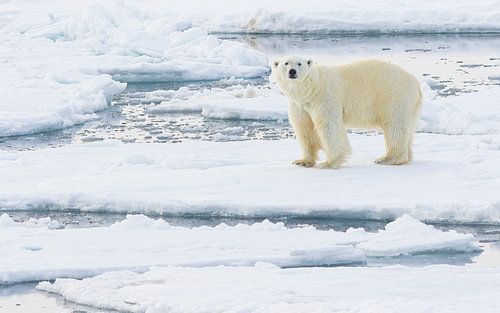 Male Polar Bear in his element