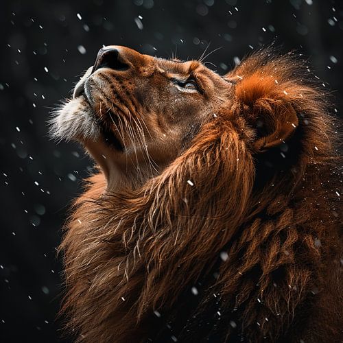 Lion levant la tête dans la neige, majestueux
