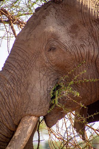 The elephant feasting