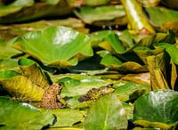 Groene kikker (Pelophylax) tussen de waterplanten in een vijver