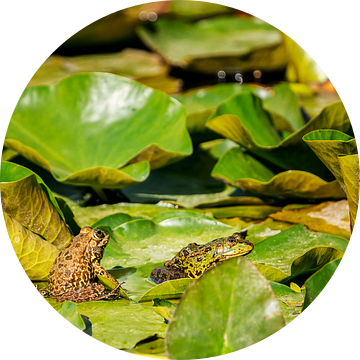 Groene kikker (Pelophylax) tussen de waterplanten in een vijver van Carola Schellekens