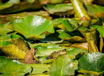 Grenouille verte (Pelophylax) entre des plantes aquatiques dans un étang sur Carola Schellekens