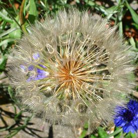 Wishflower by Martina Rosemarie Mangold