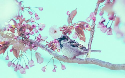 Mus tussen de kersenbloesem No. 2