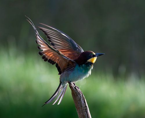 Schwingen des Sommerlichts