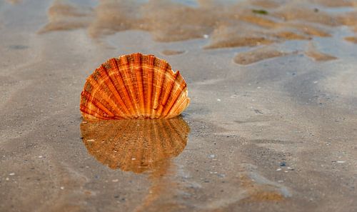 schelp op het strand