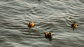 Drie Mandarijneenden op het Water van Diederik De Mezel